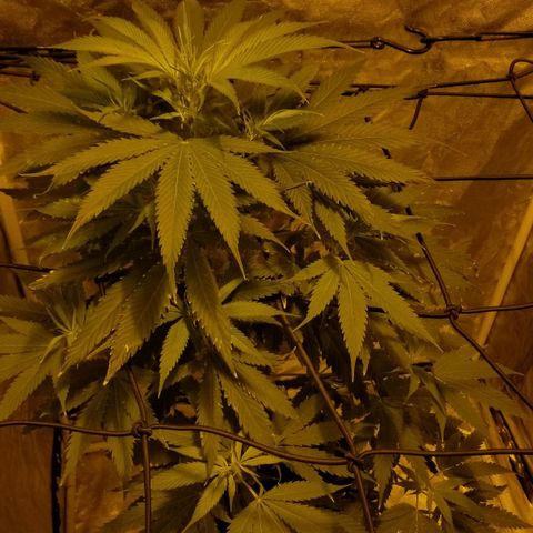 Genética desconocida growlog timeline photo