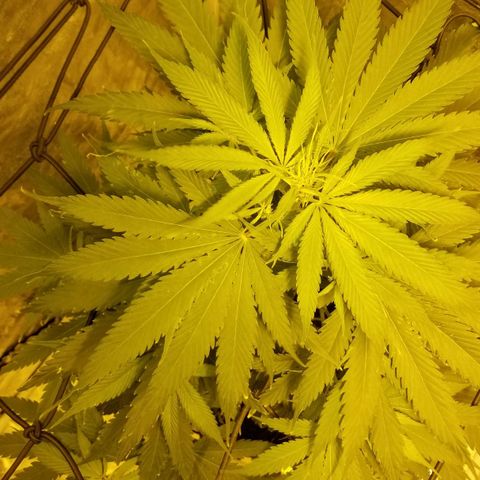 Genética desconocida growlog timeline photo