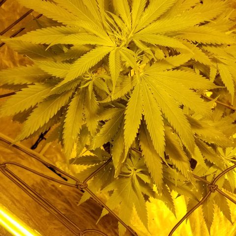 Genética desconocida growlog timeline photo