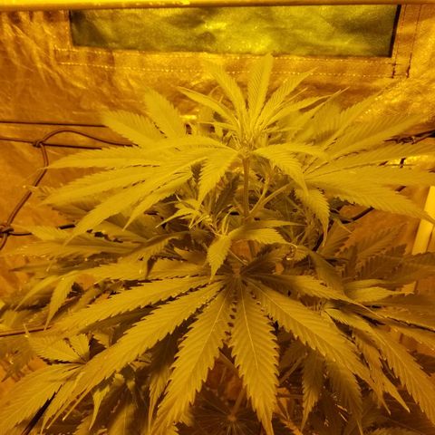 Genética desconocida growlog timeline photo