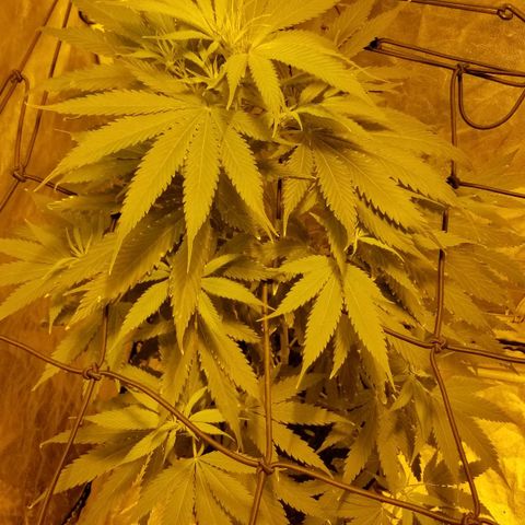 Genética desconocida growlog timeline photo