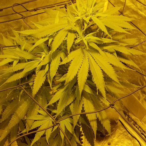 Genética desconocida growlog timeline photo