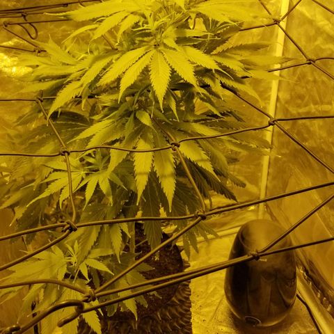 Genética desconocida growlog timeline photo