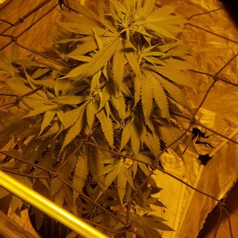 Genética desconocida growlog timeline photo