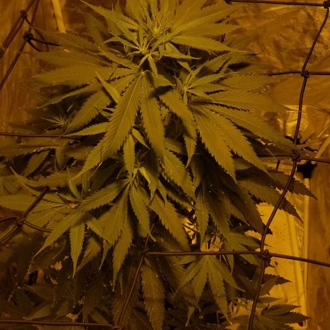 Genética desconocida growlog timeline photo