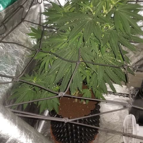 Genética desconocida growlog timeline photo
