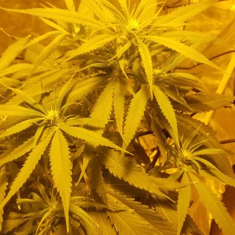 Genética desconocida growlog timeline photo