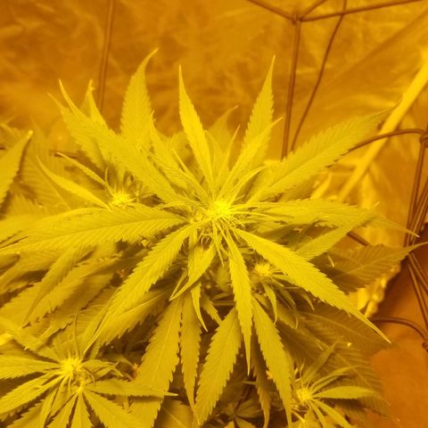 Genética desconocida growlog timeline photo