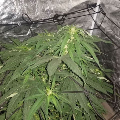 Genética desconocida growlog timeline photo