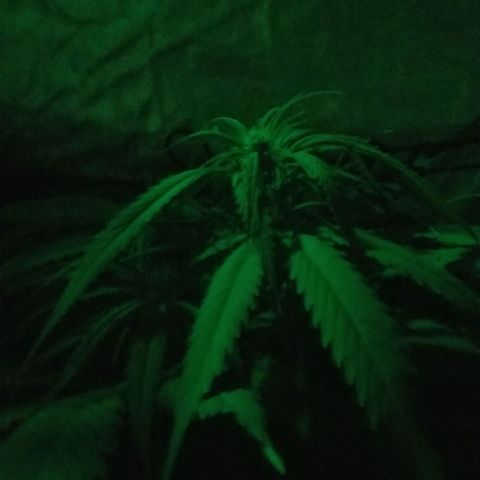 Genética desconocida growlog timeline photo