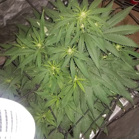Genética desconocida growlog timeline photo