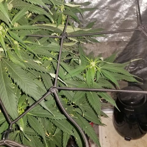 Genética desconocida growlog timeline photo