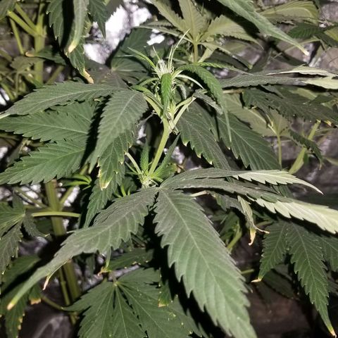 Genética desconocida growlog timeline photo