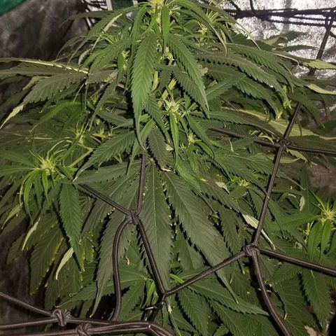 Genética desconocida growlog timeline photo
