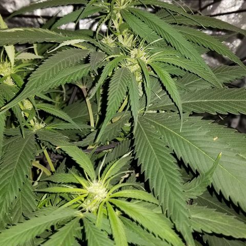 Genética desconocida growlog timeline photo