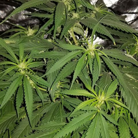 Genética desconocida growlog timeline photo