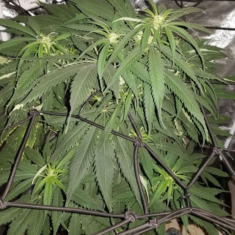 Genética desconocida growlog timeline photo