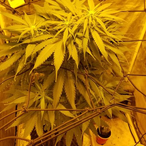Genética desconocida growlog timeline photo