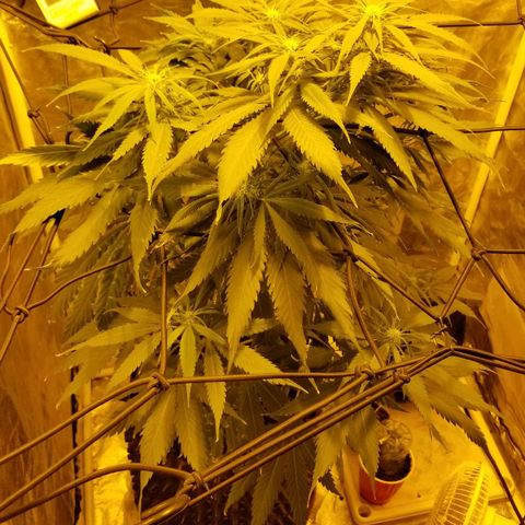 Genética desconocida growlog timeline photo