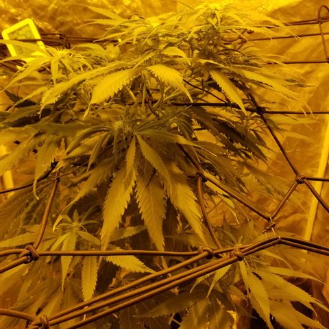 Genética desconocida growlog timeline photo