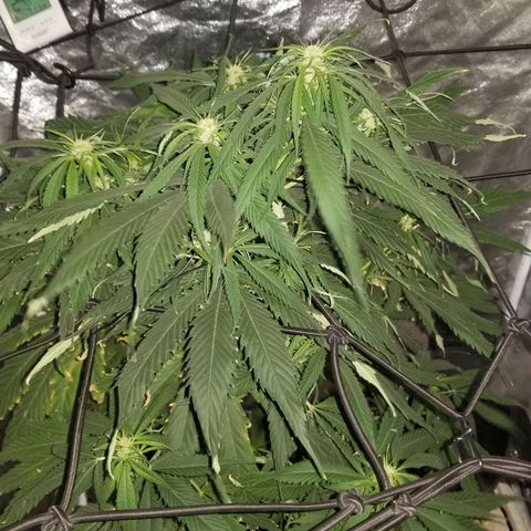 Genética desconocida growlog timeline photo