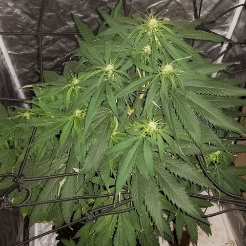 Genética desconocida growlog timeline photo