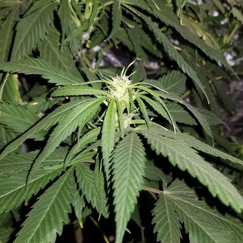 Genética desconocida growlog timeline photo