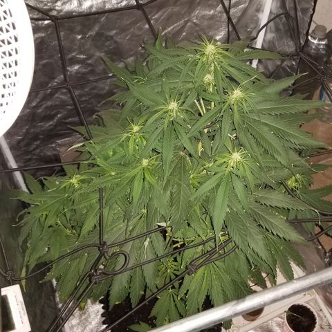 Genética desconocida growlog timeline photo