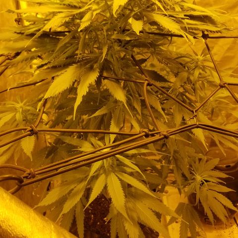 Genética desconocida growlog timeline photo