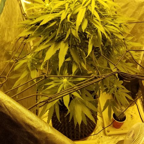 Genética desconocida growlog timeline photo