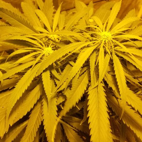 Genética desconocida growlog timeline photo