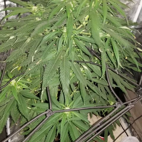 Genética desconocida growlog timeline photo