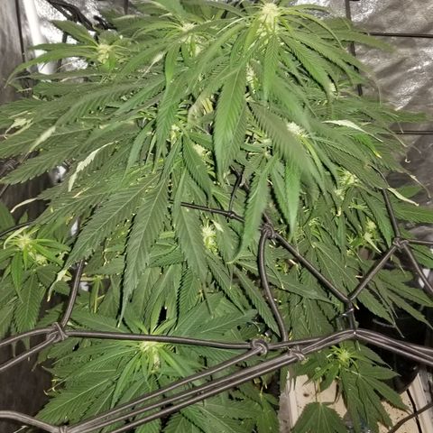 Genética desconocida growlog timeline photo