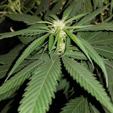 Genética desconocida growlog timeline photo