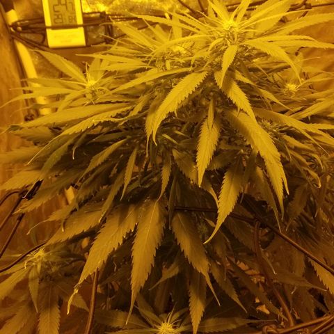 Genética desconocida growlog timeline photo