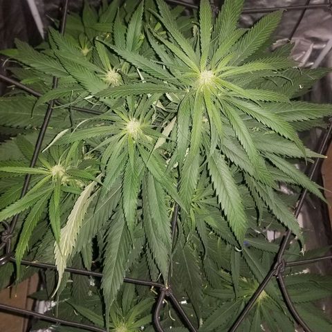 Genética desconocida growlog timeline photo