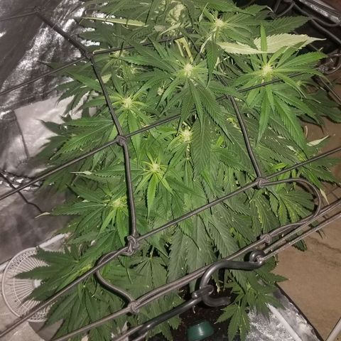 Genética desconocida growlog timeline photo