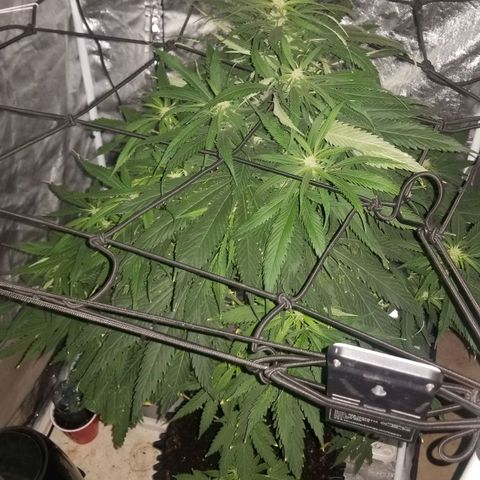 Genética desconocida growlog timeline photo