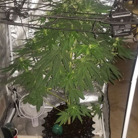 Genética desconocida growlog timeline photo