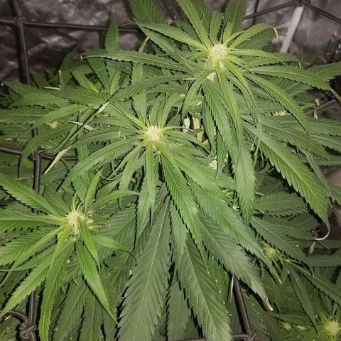 Genética desconocida growlog timeline photo