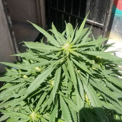 Genética desconocida growlog timeline photo