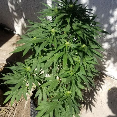 Genética desconocida growlog timeline photo