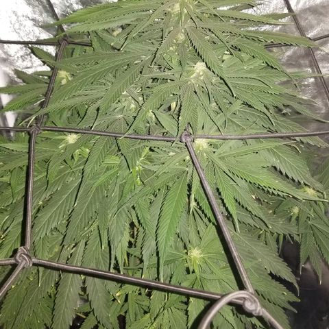 Genética desconocida growlog timeline photo