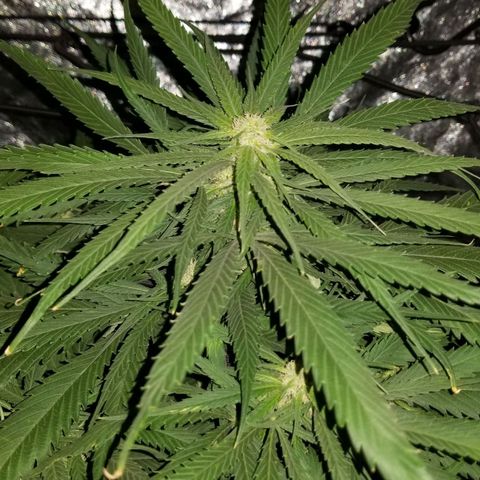 Genética desconocida growlog timeline photo