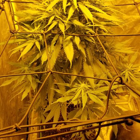 Genética desconocida growlog timeline photo