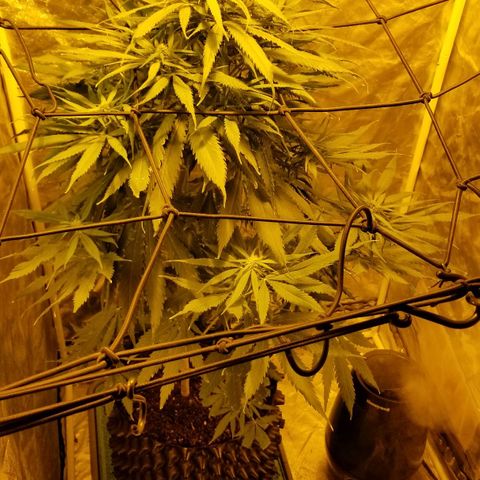 Genética desconocida growlog timeline photo