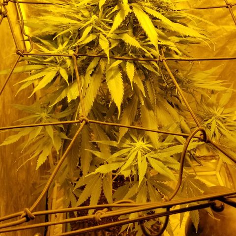 Genética desconocida growlog timeline photo