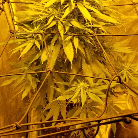 Genética desconocida growlog timeline photo