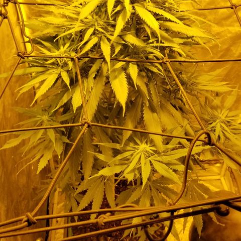 Genética desconocida growlog timeline photo