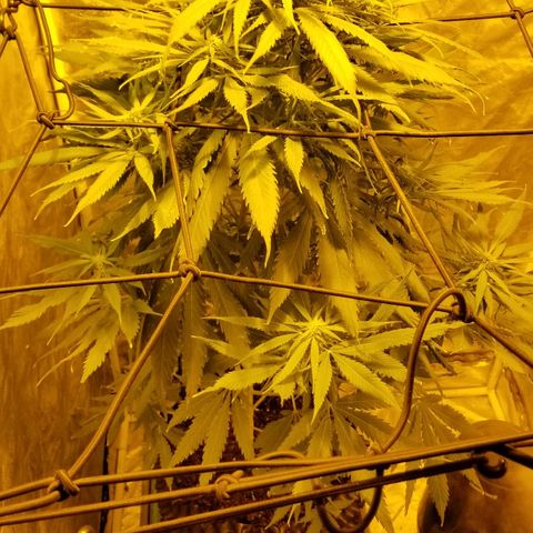 Genética desconocida growlog timeline photo
